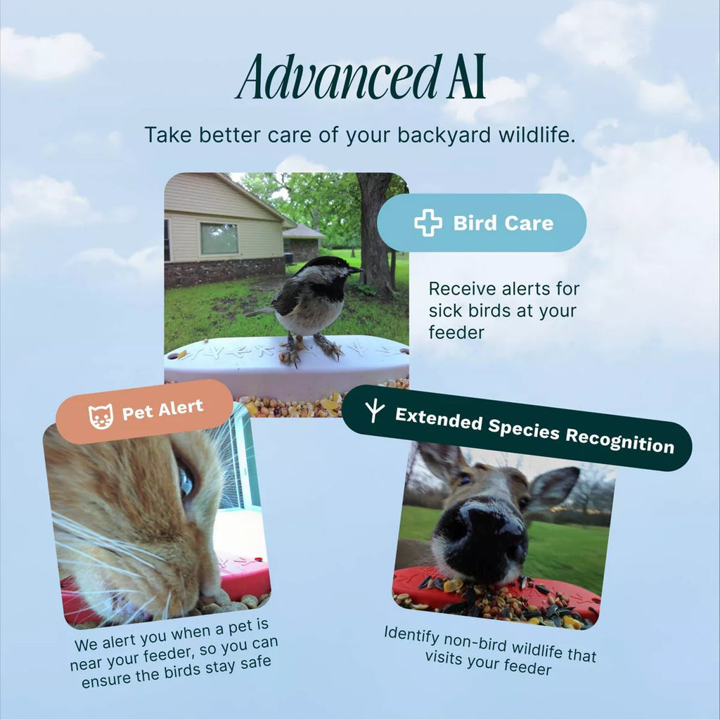 Birdbuddy Pro Solar Smart Bird Feeder + Perch Extender