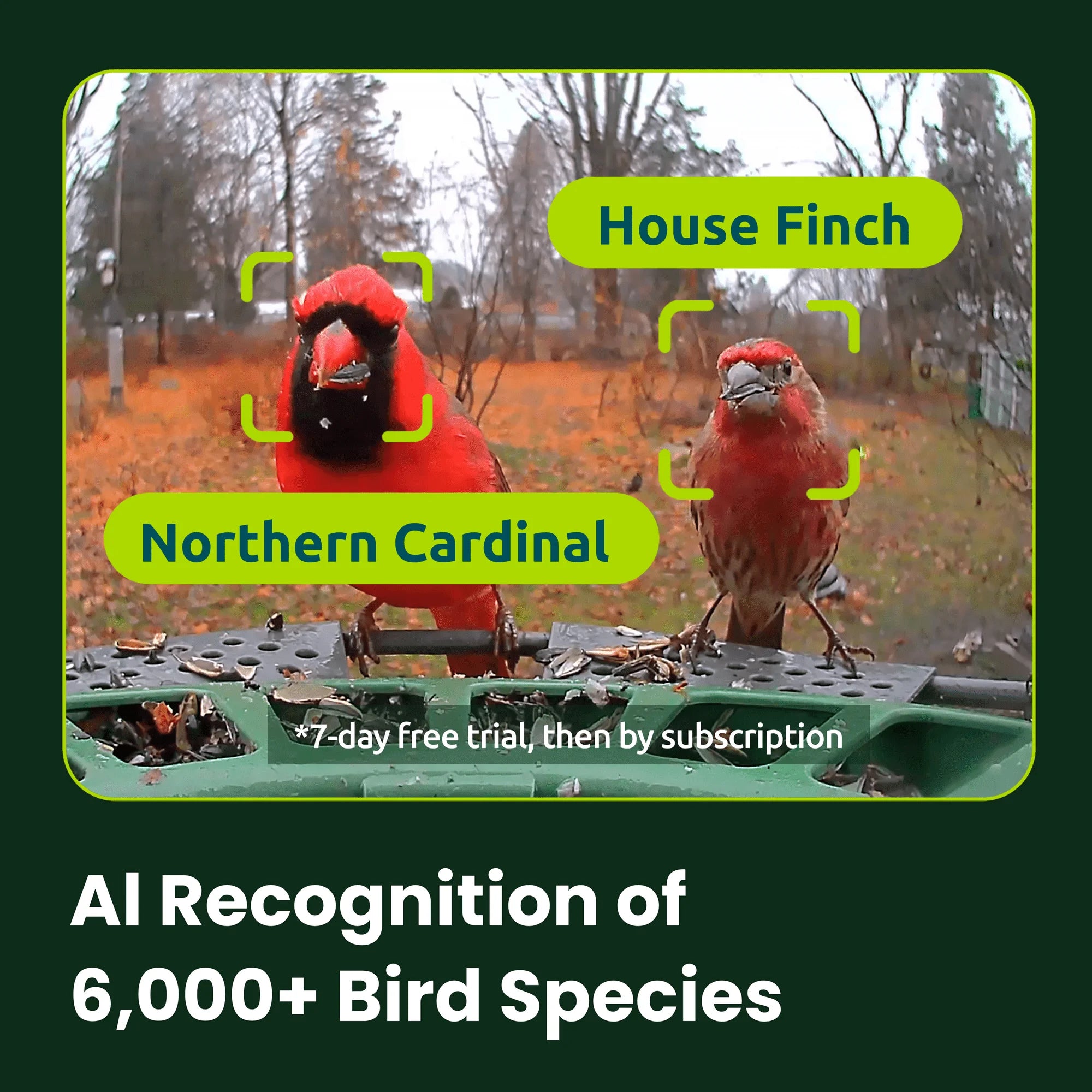 Smart Bird Feeder with Camera, Solar-Powered, Auto-Capture Bird Videos & Motion Detection, AI Identification with 99% Accuracy, Perfect Gift for Bird Lovers