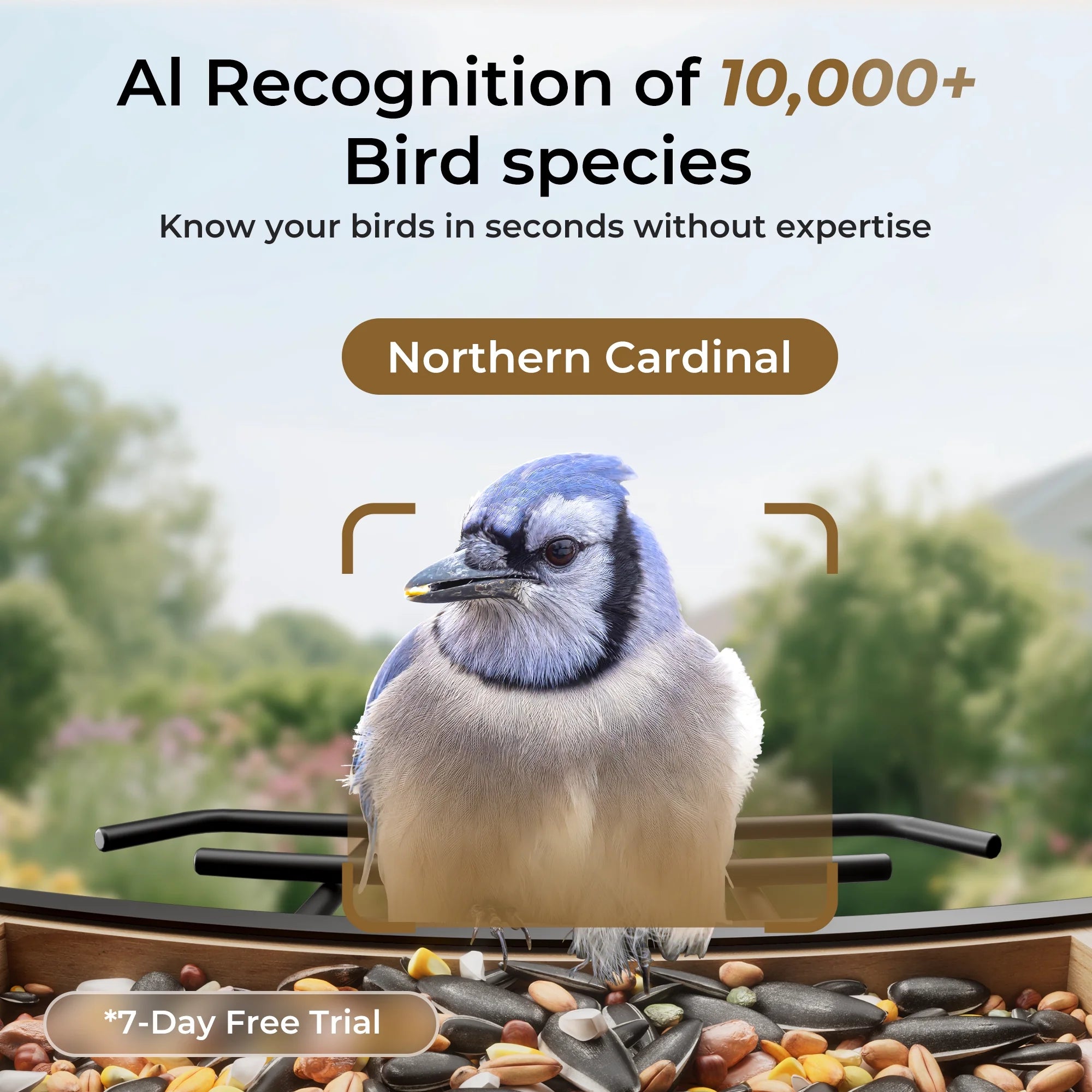 Solar-Powered Smart Bird Feeder with Camera, AI Bird Identification for 10,000+ Species, Weatherproof Eco-Friendly Wooden Design, Perfect Gift for Bird Enthusiasts